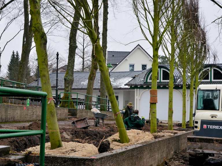 Neue Kaiserlinden 2013