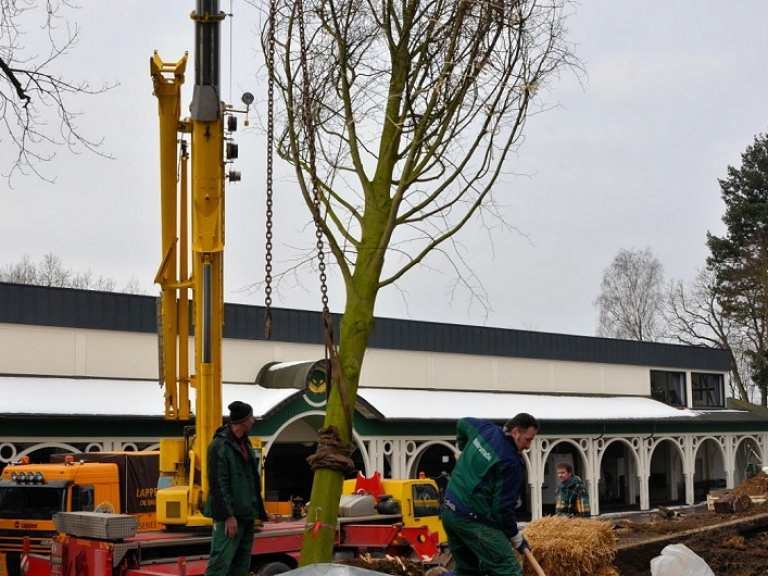 Neue Kaiserlinden 2013