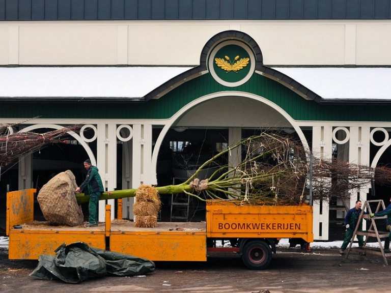 Neue Kaiserlinden 2013