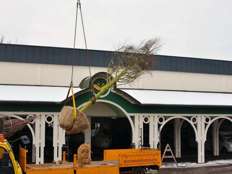 Neue Kaiserlinden 2013