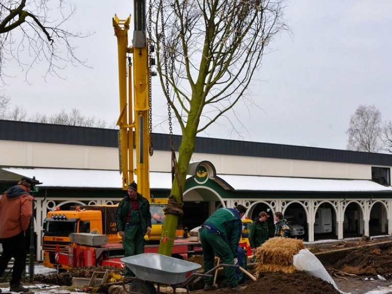 Neue Kaiserlinden 2013