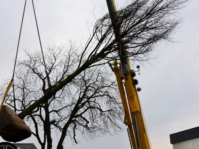 Neue Kaiserlinden 2013