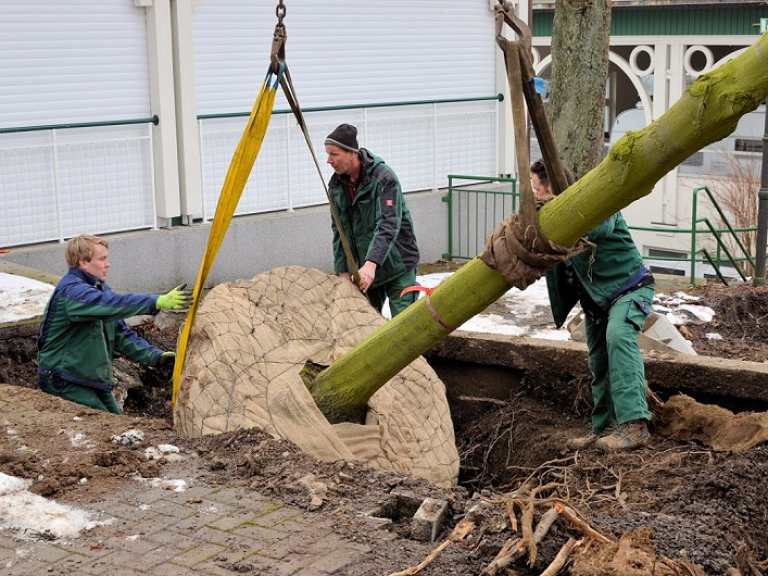 Neue Kaiserlinden 2013