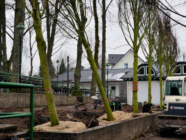 Neue Kaiserlinden 2013