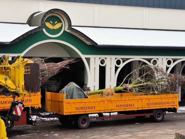 Neue Kaiserlinden 2013