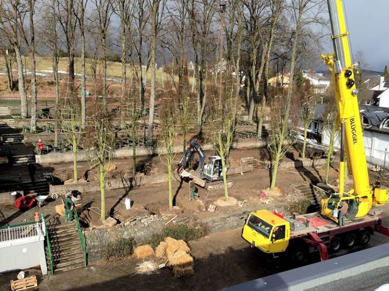 Neue Kaiserlinden 2013