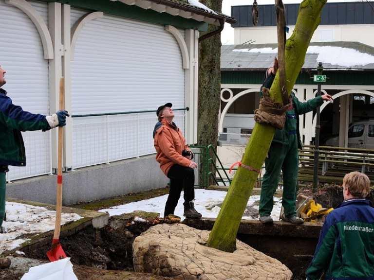 Neue Kaiserlinden 2013