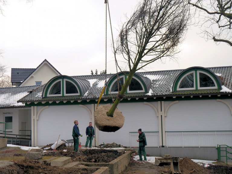 Neue Kaiserlinden 2013