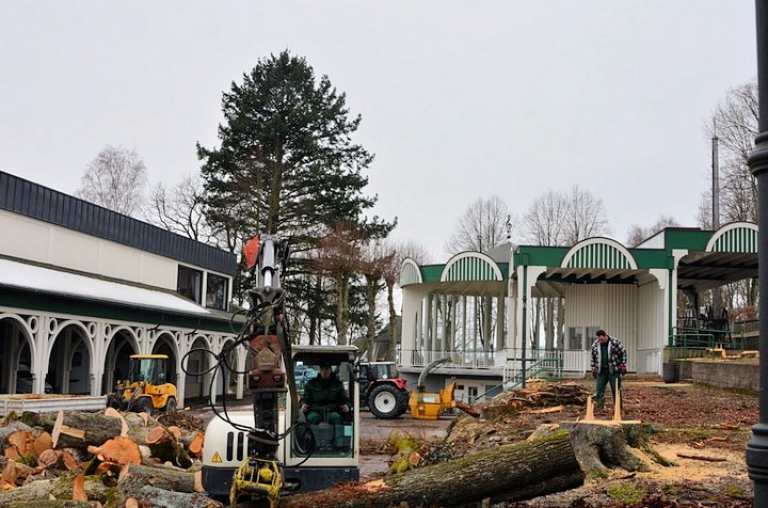 Austausch erkrankter Bäume