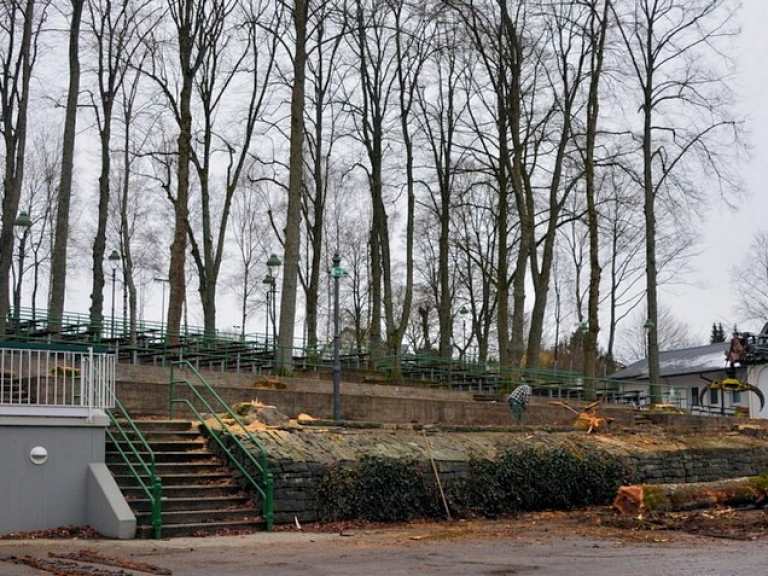 Austausch erkrankter Bäume