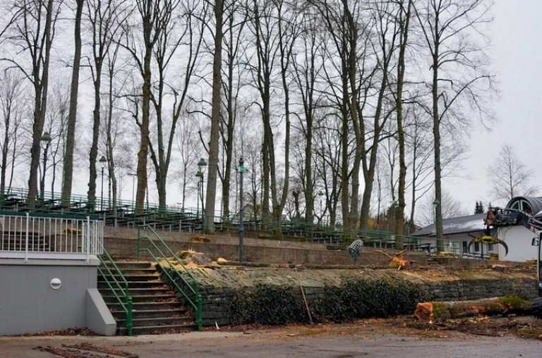 Austausch erkrankter Bäume