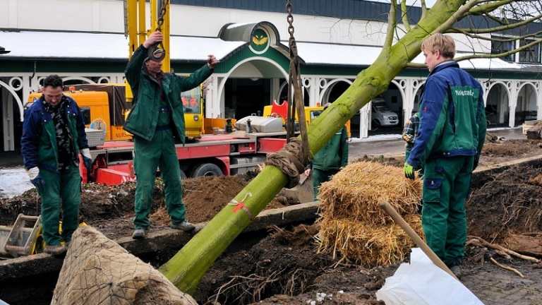 Neue Kaiserlinden 2013