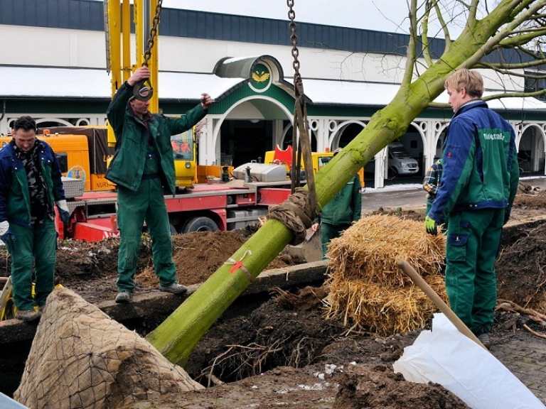 Neue Kaiserlinden 2013