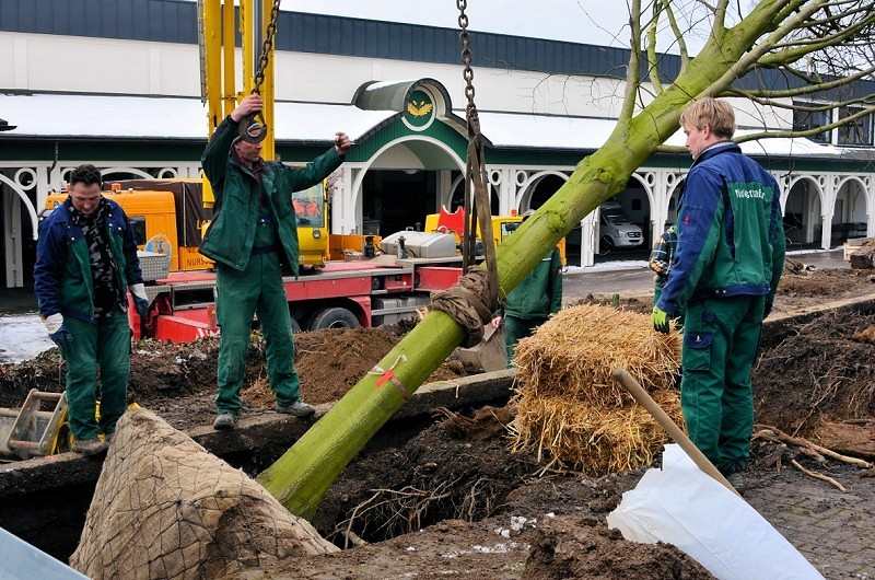 Neue Kaiserlinden 2013