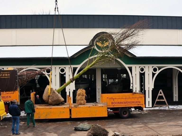 Neue Kaiserlinden 2013